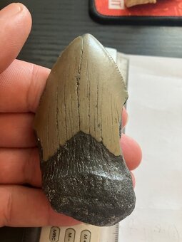 Fosília, skamenelina, Megalodon, zub, žralok - inzerát č.12 - 6