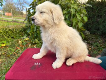 Slovenský čuvač - 6