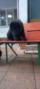 Nemecký ovčiak šteniatka - 6