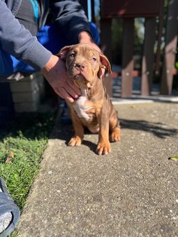 American Bully Xl - 6