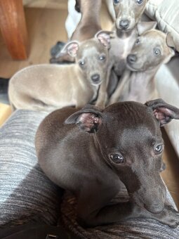 Taliansky chrtik s PP - modrý, izabelový, čierna - 6