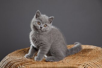 🐱 Hľadáme otrokov Teda... ehm... milujúcich majiteľov - 6