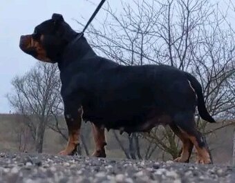 American bully pocket - 6