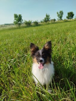 Papillon s PP - 6