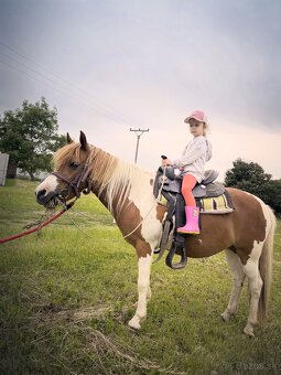 Pony kobylka (žrebná) - 6