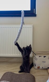 Maine coon , Mainská Mývalia, MCO - 6