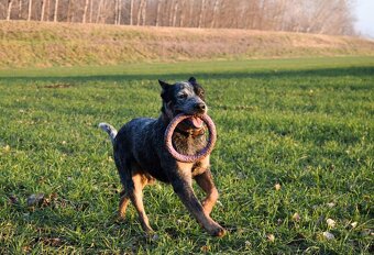 Darujem za veterinárny poplatok - 6