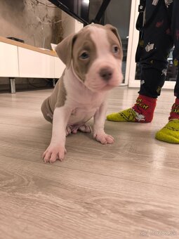 American bully XL - 6