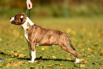 Americký stafordšírsky teriér s PP - 6