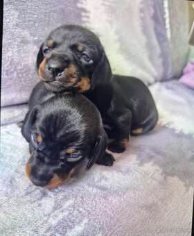 Jazvecik trpaslici - 6