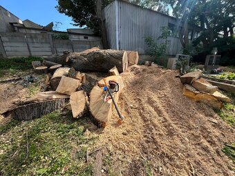 Výrub , opilovanie stromov - 6