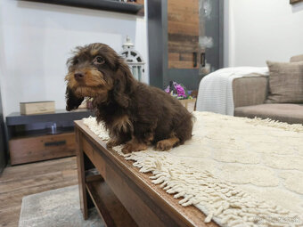 jazvečík trpasličí králičí - 6