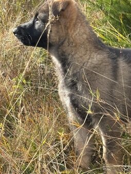 Šteniatka nemeckého ovčiaka - 6