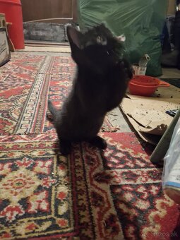 Darujem mačiatko - 6