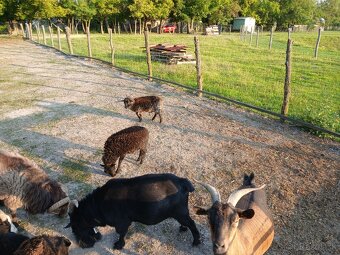 Ouessant / Quessant mini ovecky - 6