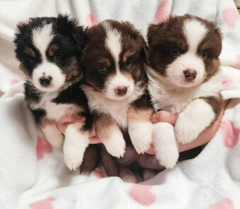 Miniaturní Americký ovčák s PP - 6