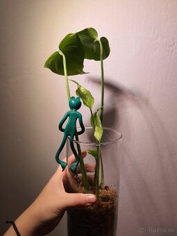 Monstera thai constellation odrezky - 6
