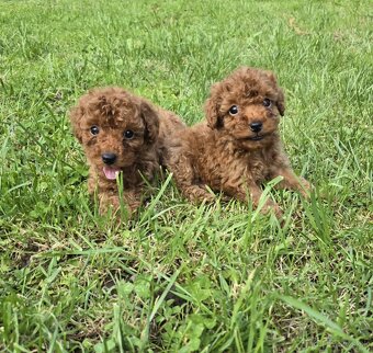 Pudlik, pudel toy-mini -Poodle - 6