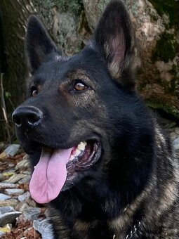 Nemecký ovčiak - šteniatka s PP - 6