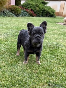 Francuzsky buldoček isabella and tan merle a big rope fenka - 6