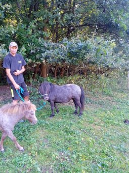 Falabella mini minihorse pony - 6