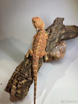 Agama bradatá - samce aj samice - 6