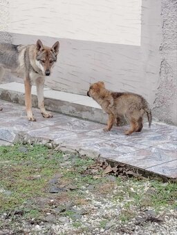 Československý vlčiak - 6