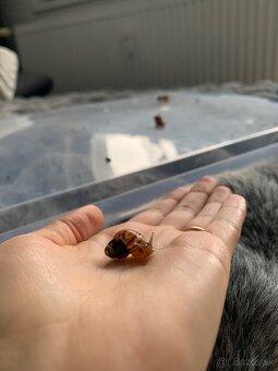 Slimák africký - 6