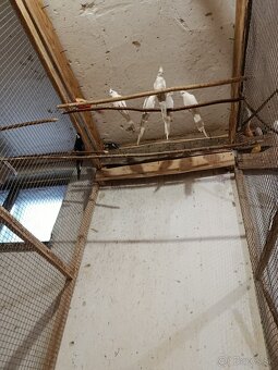 Liliputky, korely - 6