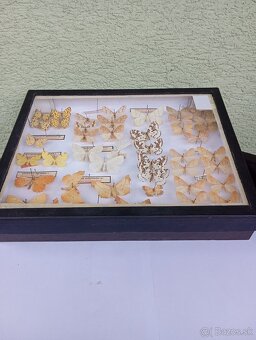 Krásna zbierka Motýľov 2 - 6