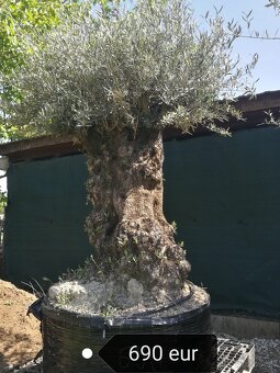 Olivovník bonsai - 6