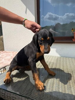 Šteňatá Doberman - 6