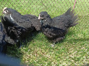 Australorp sliepky na predaj - 6