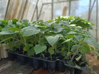 Predám priesady paradajky paprika kapusta - 6