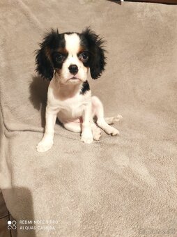 Cavalier steniatko - 6