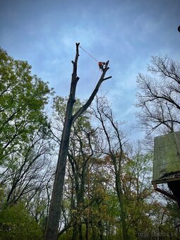 Orezávanie stromov, rizikový výrub stromov, pilčícke práce - 6