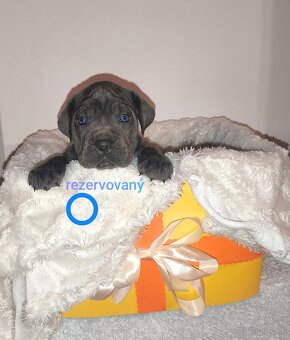 cane corso šteniatka bez PP - 6