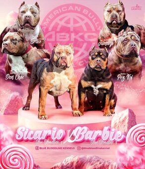 American bully xl, pitbull xxl merle tricolor k odberu - 6