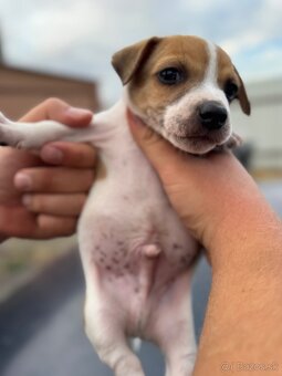 Jack Russel Terrier čistokrvné šteniatka - 6