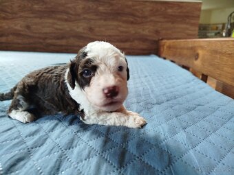 Španielsky vodný pes- Perro de agua español - 6