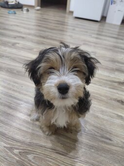 Yorkshirsky teriér - 6