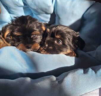 Yorkšhir,york,yorkšhirsky terier - 6