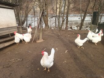 Násadove vajcia wyandotka SČL, leghorn, vlaska jarabicia - 6