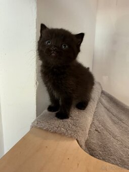 Škótske Klapouché/ (Scottish Fold/Straight) - 6