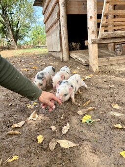 Göttingenské Mini Prasiatka 🐷 - 6