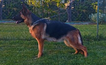 Nemecký ovčiak - šteniatka s PP na predaj - 6