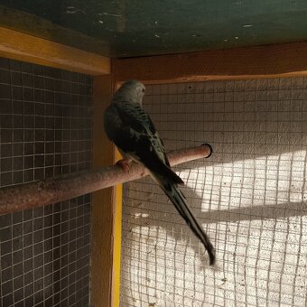 Andulky ciernokrídle blackwing - 6