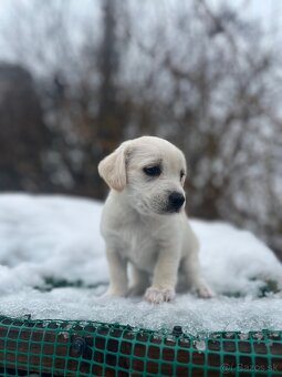 Darujem šteniatka - 6