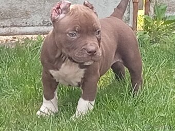 American bully pocket - 6