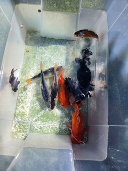 Koi kapre koi kapor zàvojantka cìnska karase - 6